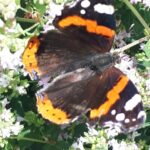 Nieuw Den Haag - Verbinding en Bewust-Zijn - Vlinder